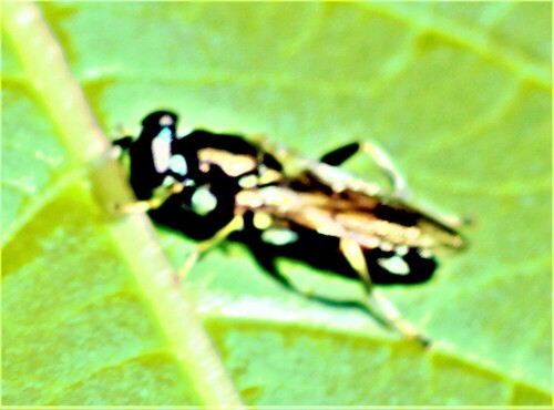 schwebfliege-xylota-tarda-meigen-1822-27250.jpeg