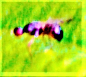 schwingfliege-themira-putris-l-1758-27247.jpeg