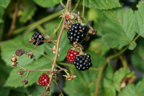 Die Brombeersträucher im Garten tragen im Herbst reiche Frucht. Es steht bei mir eine Züchtung ohne Dornen, deren Pflanzung ich nie bereut habe.

Aufnameort: Merheimer Gärten Köln
Kamera: Sony Alpha 7/II