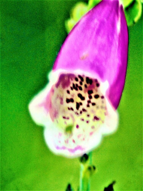 blute-des-roten-fingerhutes-digitalis-purpurea-l-27300.jpeg