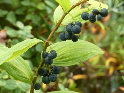 

Aufnameort: Botanischer Garten Erlangen
Kamera: Panasonic Lumix FZ 330