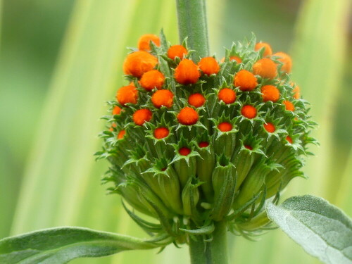 

Aufnameort: Botanischer Garten Erlangen
Kamera: Panasonic Lumix FZ 330