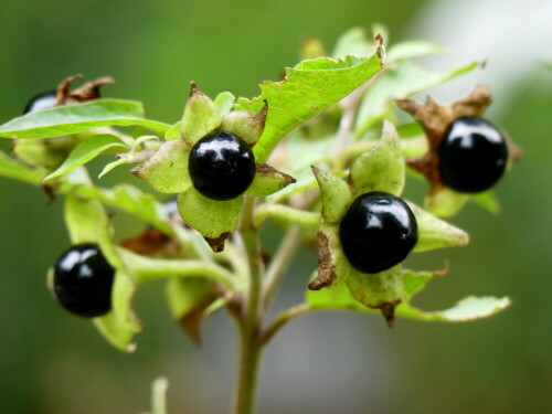 

Aufnameort: Botanischer Garten Erlangen
Kamera: Panasonic Lumix FZ 330