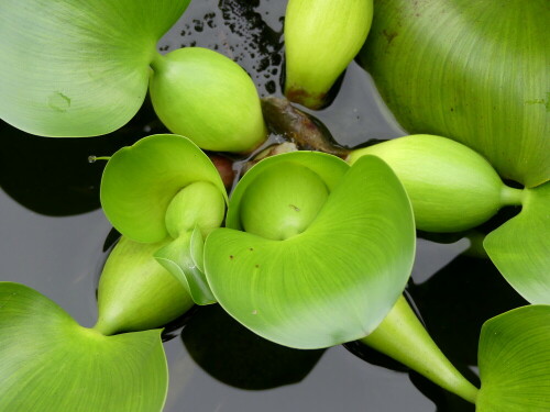 

Aufnameort: Botanischer Garten Erlangen
Kamera: Panasonic Lumix FZ 330