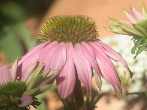 purpur-sonnenhut-echinacea-purpurea-l-moench-27380.jpeg