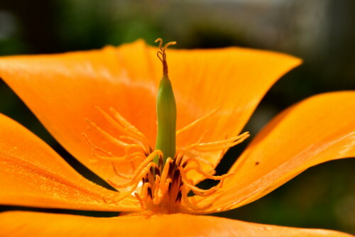 

Aufnameort: Weidenbach in meinem Garten
Kamera: Panasonic Lumix FZ 330