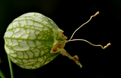 

Aufnameort: Weidenbach in meinem Garten
Kamera: Nikon D500