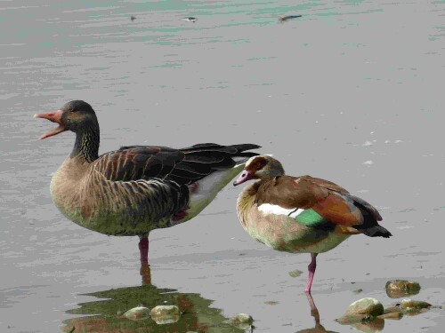 Am Leipheimer Natursee leben Grau- und Nilgänse vereint.

Aufnameort: Leipheim
Kamera: Pansonic Lumix TZ 71