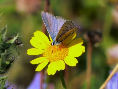 Es gibt noch was in der freien Natur

Aufnameort: Bienenwiese Rißtissen
Kamera: Panasonic Lumix TZ 71