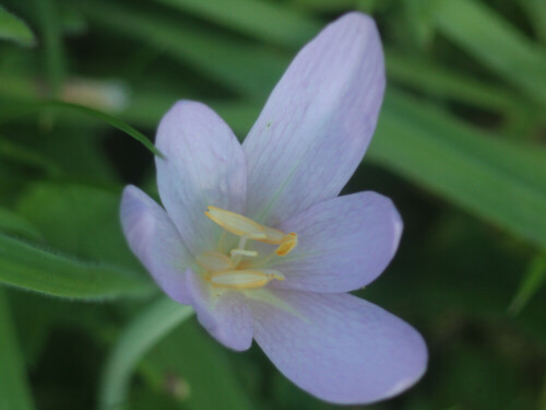 herbstzeitlose-colchicum-autumnale-l-27385.jpeg