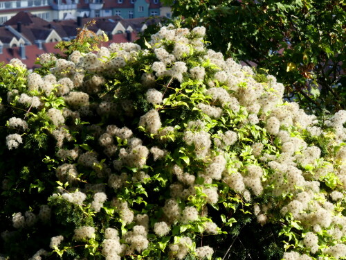 

Aufnameort: Würzburg
Kamera: Panasonic Lumix FZ 330