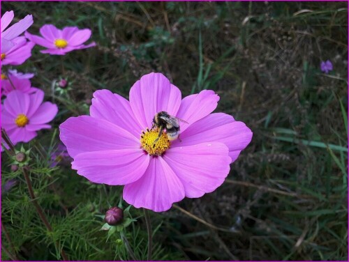 Im Moment gibt es viele Cosmeafelder!

Aufnameort: Bienenwiese Rißtissen
Kamera: Panasonic Lumix TZ 71