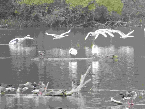 Diese Gruppe Schwäne setzt zur Landung an.

Aufnameort: Öpfinger Stausee
