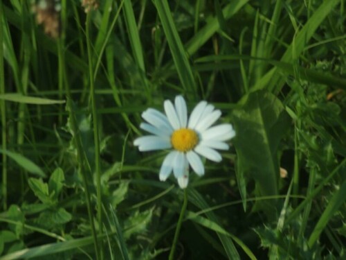 magerwiesen-margerite-leucanthemum-vulgare-l-27410.jpeg