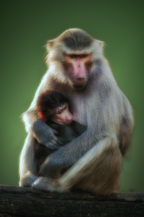 EntstAND IM tIERPARK sTADT hAAG: dEN hINTERGRUND HABE ICH MIT pHOTOSHOP AUSGETAUSCH:

Aufnameort: Stadt Haag
Kamera: Nikon D 800