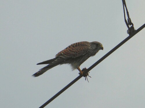 Falke mit Beute (Maus)

Aufnameort: Zwischen Donautal und Ulm
Kamera: Panasonic Lumix TZ 71