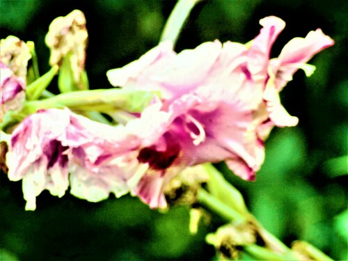 rosa-bluten-einer-gladiole-rosa-supreme-verbluhend-27431.jpeg