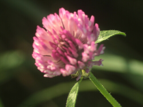 blute-des-rotklees-trifolium-pratense-l-27437.jpeg