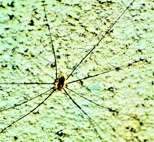 Der Weberknecht Phalangium opilio gehört zur Familie der Schneider
(Phalangidae).
In Europa kommen fünf verschiedene Arten jener Gattung vor.
https://de.wikipedia.org/wiki/Phalangium_opilio

Aufnameort: Eiershausen Hauswand
Kamera: Canon EOS1300D