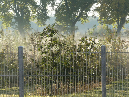 triesdorf-pomoretum-im-nebel-27473.jpeg