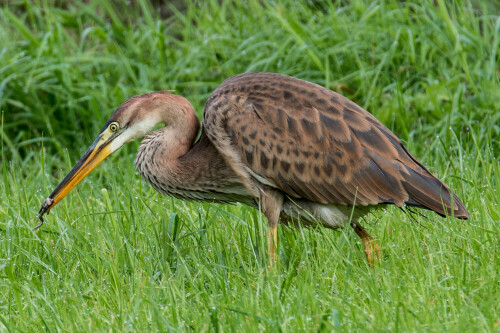 Ein seltener Gast im Münsterland, der Purpurreiher

Aufnameort: Reken Heubachwiesen
Kamera: Nikon D500 und Tamron 150-600mm