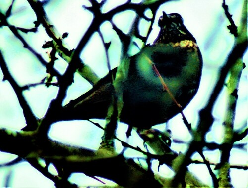 Amsel stammen ursprünglich aus dem Wald und haben sich später auch an menschliche Siedlungen angepasst(Urbanisierung).
https://de.wikipedia.org/wiki/Amsel
https://de.wikipedia.org/wiki/Pflaume

Aufnameort: Eiershausen Garten
Kamera: Canon EOS 1300D