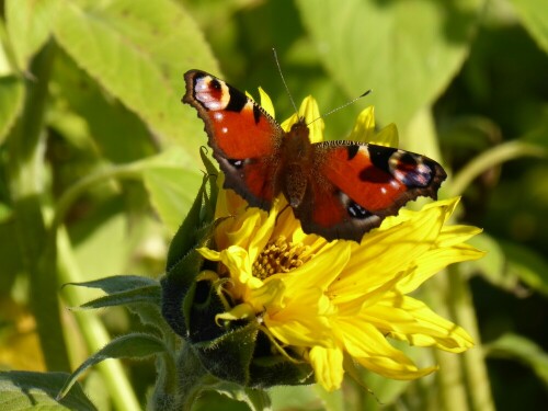 Wohl der letzte Schmetterling, den man in diesem Jahr gesehen hat.
Jetzt kommt die Winterpause.

Aufnameort: Delmensingen
Kamera: Panasonic Lumix TZ 71