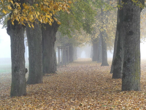 triesdorf-schlossallee-im-nebel-27610.jpeg