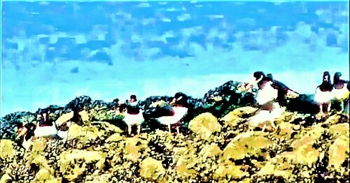 austernfischer-haematopus-ostralegus-l-1758-27532.jpeg