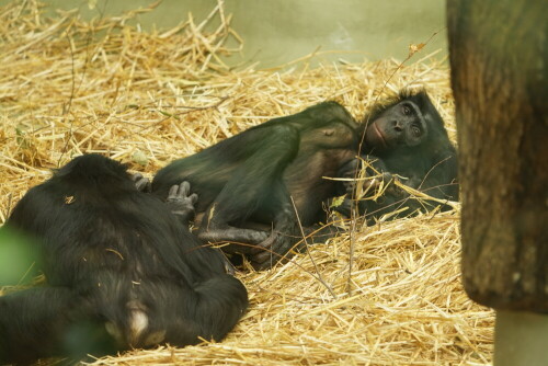 Der eine Bonobo wird gerade vom anderen gelaust.

Aufnameort: Kölner Zoo
Kamera: Sony Alpha 7/II