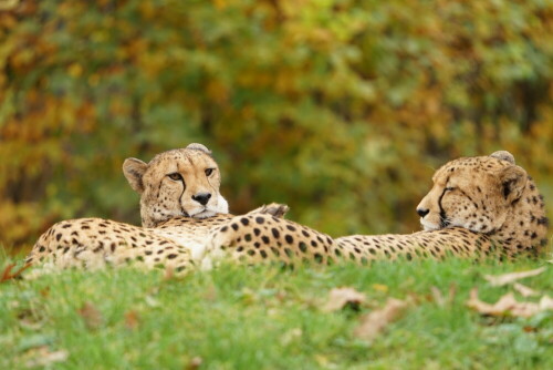 

Aufnameort: Kölner Zoo
Kamera: Sony Alpha 7/II