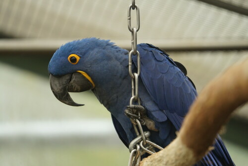 Tiefblaue Vögel, wunderschön.

Aufnameort: Kölner Zoo
Kamera: Sony Alpha 7/II