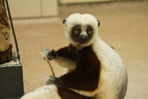 Faszinierend, wie fingerfertig dieser Lemur seine Nahrung bearbeitet.

Aufnameort: Lemurenhaus Kölner Zoo
Kamera: Sony Alpha 7/II