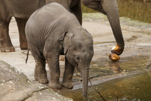 Das Elefantenjunge saugt mit dem Rüssel Wasser aus dem Wasserbecken. Aber natürlich muss auch ein Elefant das Wasser anschließend noch mit dem Rüssel zum Mund führen, um es zu trinken.

Aufnameort: Kölner Zoo
Kamera: Sony Alpha 7/II