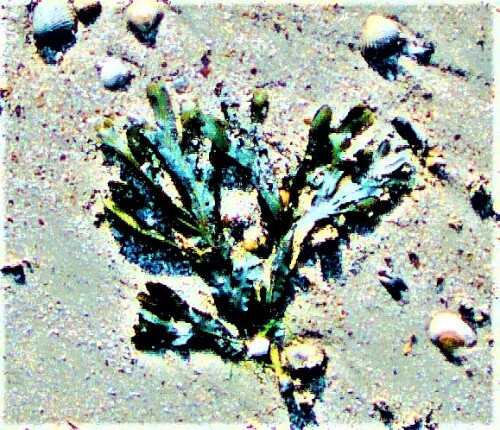 Eine Art Braunalge, die sowohl im Nordatlantik wie auch in Nord-wie Ostsee vorkommen kann.
https://de.wikipedia.org/wiki/Blasentang

Aufnameort: Holland Strand nordöstlich von Renesse
Kamera: Medion Camcorder