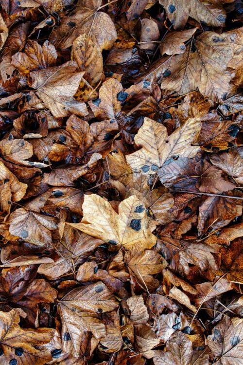 Herbstlich

Aufnameort: Bei Dannenberg
Kamera: Canon EOS R