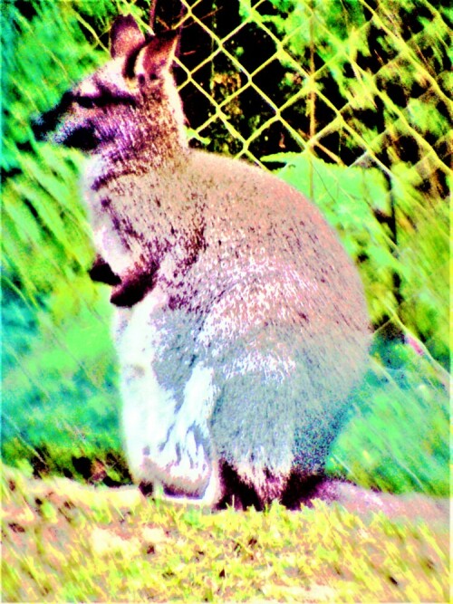 Das Benetkänguru ist eine Unterart des Rotnackenwallaby auf Tasmanien.
de.wikipedia.org/wiki/Rotnackenwallaby

Aufnameort: Vogelpark Herborn(Uckersdorf)
Kamera: Medion Camcorder