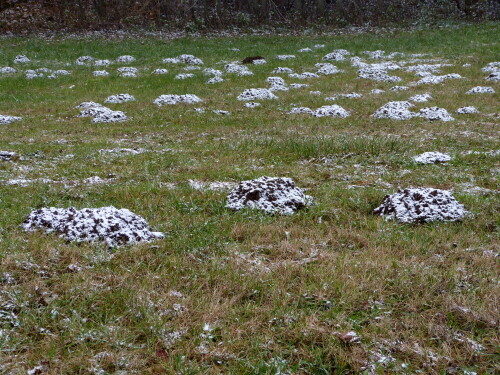 nach-dem-ersten-schneefall-stehen-schon-schneeiglu-27608.jpeg