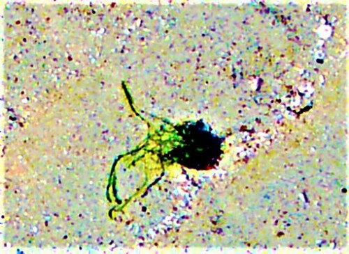 Die Fadenalge bzw. Sternalge ist eine Gattung der Grünalgen.
https://de.wikipedia.org/wiki/Zygnema

Aufnameort: Strand nordöstlich von Renesse(Holland)
Kamera: Medion Camcorder