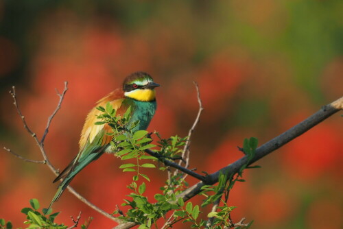 Im Juni blühte im Hintergrund einer Bienenfresserkolonie der Klatschmohn. Am frühen Morgen spendete die noch flach einfallende Sonne das ideale Licht für die Aufnahme. So kam die Farbe des Vogelauges voll zur Geltung.

Aufnameort: Rheinhessen
Kamera: Olympus OM-D E-m1  Teleobjektiv 300mm