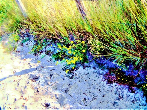 Die Gelbe Strandaster wächst auf Salzböden wie z. B. Dünen.
https://www.gc-christ.de/de-de/artikel/388/asteriscus
https://de.wikipedia.org/wiki/Strand-Aster.
Gewöhnlicher Strandhafer hilft auch durch sein Wachstum, den Dünensand vor Wind zu schützen.
https://de.wikipedia.org/wiki/Strandhafer

Aufnameort: Dünen nordöstlich von Renesse(Holland)
Kamera: Medion Camcorder