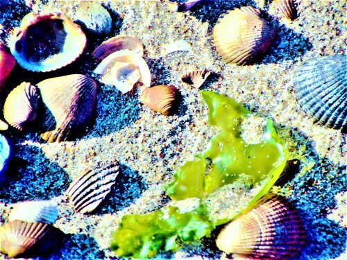 Neben Herzmuscheln(Cardidae) findet sich im Strandgut auch eine
Grünalge(Meeressalat),
Sie lässt sich an fast  allen Küsten weltweit finden. Ausnahmen hierzu
bilden die Küsten der Antarktis, an denen er nicht zu finden ist.
https://de.wikipedia.org/wiki/Meersalat

Aufnameort: Strand nordöstlich von Renesse(Holland)
Kamera: Medion Camcorder