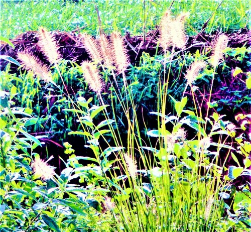 Die Mäusegerste gehört zur Familie der Süßgräser(Poaceae).
https://de.wikipedia.org/wiki/M%C3%A4use-Gerste

Aufnameort: Helleweg 4 östlich von Renesse(Holland)
Kamera: Medion Camcorder