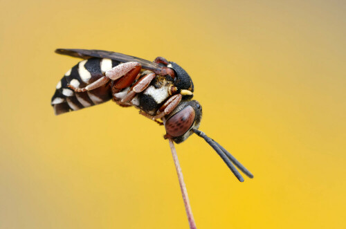 Diese hübsche, schlafende Biene entdeckte ich an einem warmen Sommermorgen.
Zum Glück konnte ich sie trotz Wind noch einigermaßen fotografieren. Sie gehört zu den Kuckucksbienen, betreibt keine Brutpflege. Sie ist ein Brutschmarotzer bei Seidenbienen. Sie fliegen in einer Generation im Sommer.

Aufnameort: Oberlausitz, Deutschland
Kamera: Canon 90 D, 100 mm Makro - Objektiv, Stativ