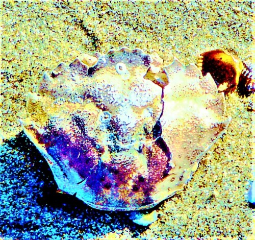 Die Gemeine Strandkrabbe ist eine häufige Art Krabbe an gemäßigten sowie subtropischen Küsten.
https://de.wikipedia.org/wiki/Gemeine_Strandkrabbe

Aufnameort: Strand nordöstlich von Renesse(Holland)
Kamera: Medion Camcorder