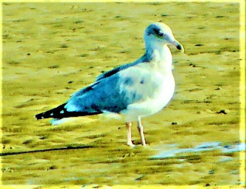 junge-silbermove-larus-argentatus-pontoppidan-1763-27657.jpeg