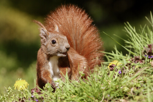 Eichhörnchen lächelt

Aufnameort: Hamburg
Kamera: Canon 90d