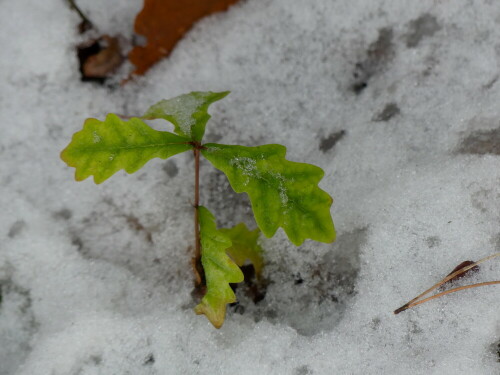 junge-eiche-im-schnee-27687.jpeg