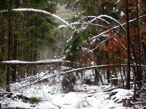 

Aufnameort: Wald bei Triesdorf
Kamera: Panasonic Lumix FZ 330