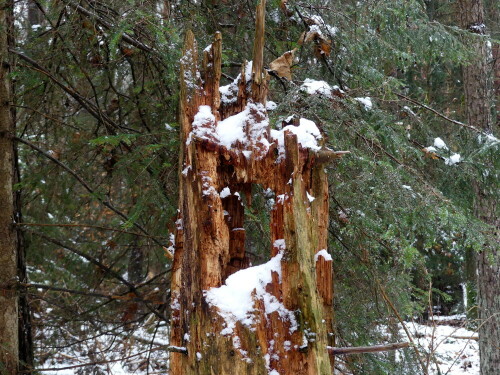 

Aufnameort: Wald bei Triesdorf
Kamera: Panasonic Lumix FZ 330